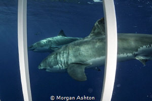 Tag Teaming White Sharks. by Morgan Ashton 